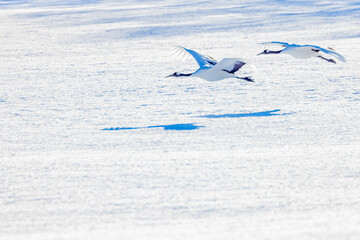 タンチョウの飛翔