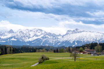 Mountain panorama in spring: dandelion meadows and forest in front of snow-covered mountains in...