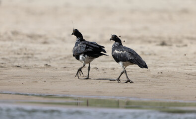 The horned screamer (Anhima cornuta) is a member of a small family of birds, the Anhimidae, which occurs in wetlands of tropical South America.  This photo was taken in Colombia.