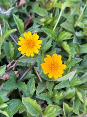 yellow sunflower in a garden