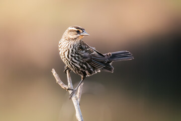 Small red-winged black bird perched on tree branch.