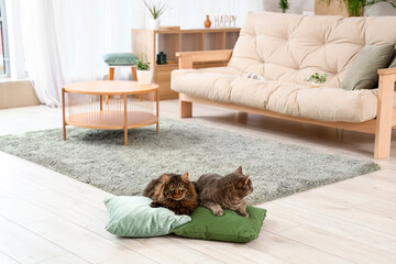 Cute cats lying on soft pillows at home