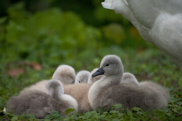 some cute baby swans are cleaning their plumage in the meadow