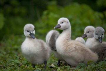 some cute baby swans are cleaning their plumage in the meadow