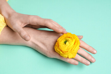 Female hands with beautiful yellow ranunculus flower on turquoise background