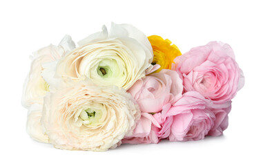Beautiful ranunculus flowers on white background