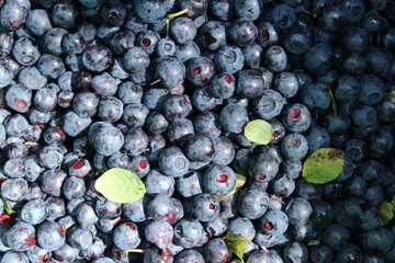 Blueberry background close-up with leaves fruit berry background. Picking seasonal berries
