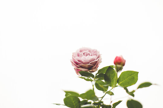 Isolated Purple Rose Reaching Into Sky After a Rainstorm, Garden Rose in Backyard Rose Garden, Early Spring Rose Garden in April, Intentional Blur