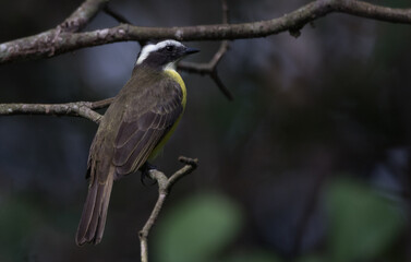 Rusty-margined Flycatcher