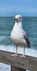 Big seagull against the backdrop of the sea or ocean. Bird on the beach, France. A seagull looks at the camera, close-up. Seagull on the shore, against the backdrop of blue water