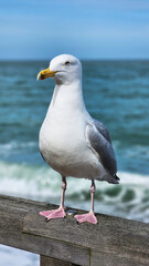Big seagull against the backdrop of the sea or ocean. Bird on the beach, France. A seagull looks at the camera, close-up. Seagull on the shore, against the backdrop of blue water