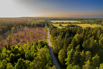felled forest. aerial view.