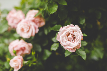 Soft Pink Rose After Southern Rainstorm in Arkansas, Beautiful Garden Portrait with Shadows and Leaves, Pinkerbelle Roses in Different Bloom Stages, Roses with Shadows