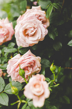 Beautiful Pink Roses in Different Stages of Blooming, Backyard Rose Garden for Beginner Gardener, Hobbyist Garden in Arkansas, Green and Pink Fresh Flowers