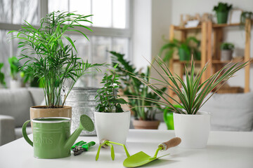 Plants and gardening tools on table in living room
