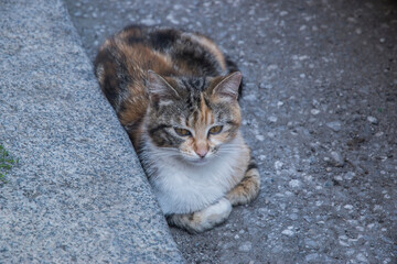 Adorable tortoiseshell stray street cat on street sidewalk closeup