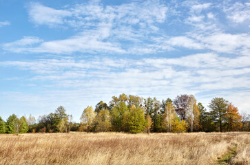 Obraz premium Colorful forest against the sky and meadows. Beautiful landscape of trees and blue sky background
