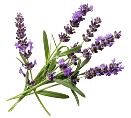 Lavender Flowers. Close-up View. Isolated Template. Ai Generative