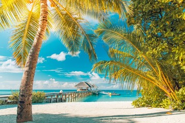 beach with palm trees