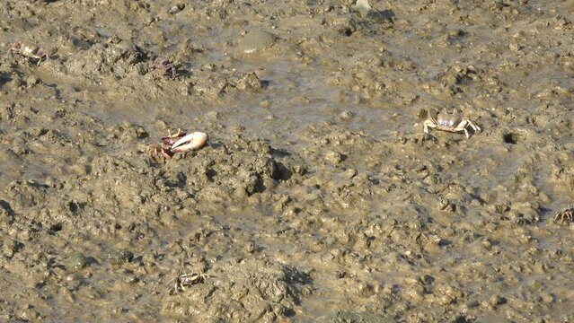 Crabs in a marsh next to the sea walking in the mud and feeding