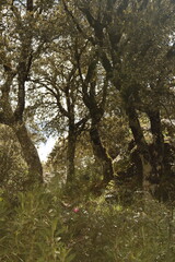 Fototapeta premium PARQUE NATURAL SIERRA DE LAS NIEVES . ANDALUCIA. ESPAÑA. 