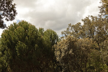 PARQUE NATURAL SIERRA DE LAS NIEVES . ANDALUCIA. ESPAÑA. 