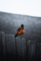Red Robin Sitting On Fence
