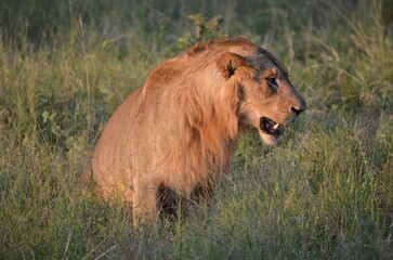 Lion king of the Jungle at South Africa Safari