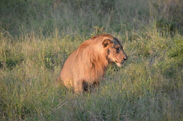 Lion king of the Jungle at South Africa Safari