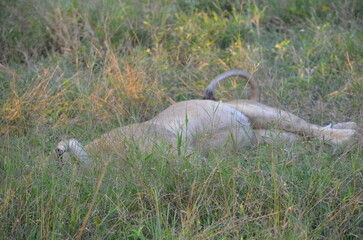 Lion king of the Jungle at South Africa Safari