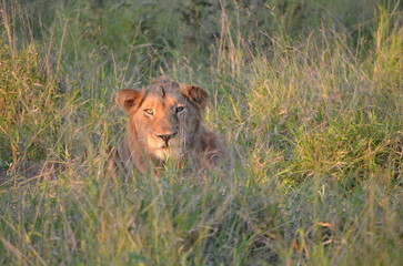 Lion king of the Jungle at South Africa Safari