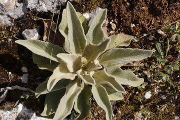 PARQUE NATURAL SIERRA DE LAS NIEVES. ANDALUCIA. ESPAÑA.