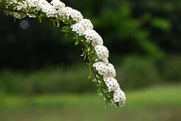 Reeves spirea ( Spiraea cantoniensis ) flowers. Rosaceae deciduous shrub. Small white flowers bloom in clusters from April to May.