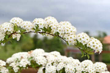Reeves spirea ( Spiraea cantoniensis ) flowers. Rosaceae deciduous shrub. Small white flowers bloom in clusters from April to May.
