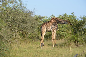 Giraffe