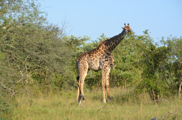 Giraffe