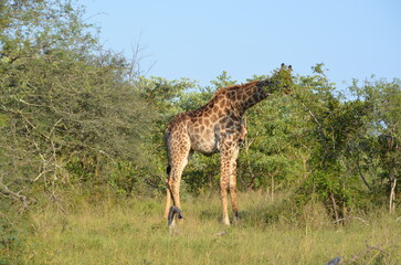 Giraffe