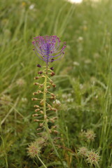 PARQUE NATURAL SIERRA DE LAS NIEVES. ANDALUCIA. ESPAÑA.