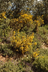 PARQUE NATURAL SIERRA DE LAS NIEVES. ANDALUCIA. ESPAÑA.