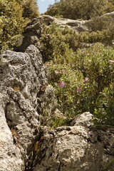 PARQUE NATURAL SIERRA DE LAS NIEVES. ANDALUCIA. ESPAÑA. 