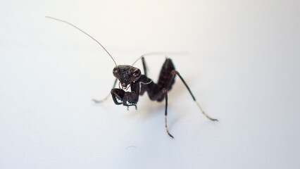 ヒメカマキリ