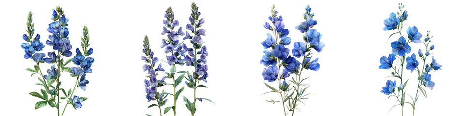 Wild Indigo Flowers  Hyperrealistic Highly Detailed Isolated On Transparent Background Png File