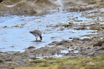 ZARAPITO EN LA COSTA DEL SUR DE LA ISLA DE TENERIFE