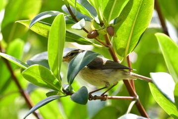 MOSQUITERO EN LA RAMA DE UN ÁRBOL