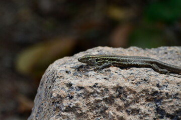 LAGARTO