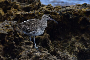 ZARAPITO EN LA COSTA DEL SUR DE LA ISLA DE TENERIFE