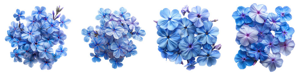 Wild Blue Phlox Flowers Top View  Hyperrealistic Highly Detailed Isolated On Transparent Background Png File