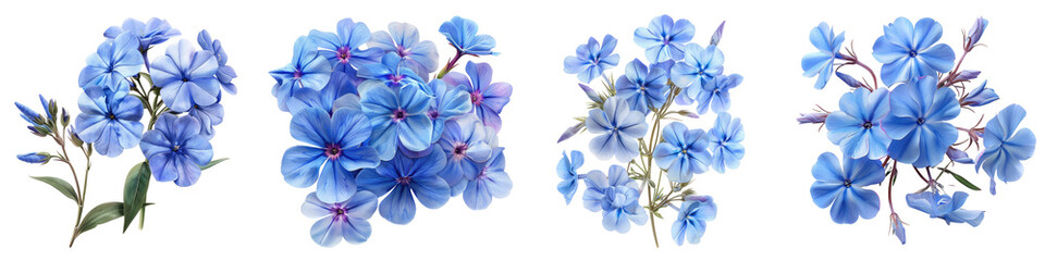 Wild Blue Phlox Flowers  Hyperrealistic Highly Detailed Isolated On Transparent Background Png File