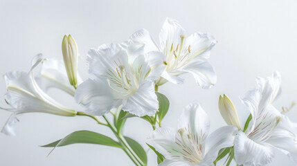 Fototapeta premium Majestic Painted Portrait of a Wildcat Against a White Background