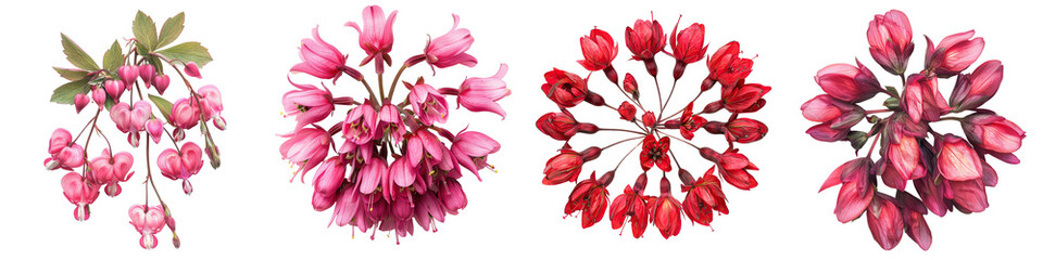 Wild Bleeding Heart Flowers Top View  Hyperrealistic Highly Detailed Isolated On Transparent Background Png File